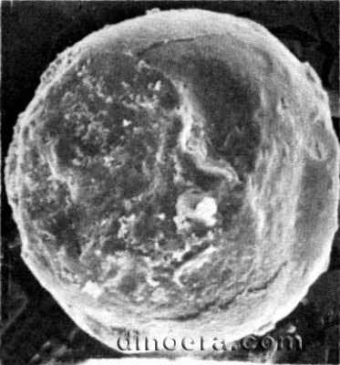 Pleuromeia obrutschewii 06 megaspora cc