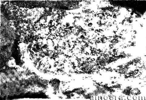 Pleuromeia olenekensis 01 cc