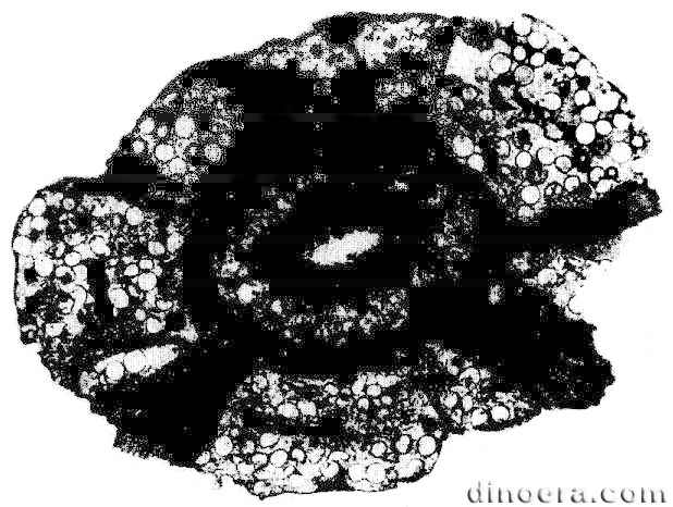 Pleuromeia reniformis 01 cc