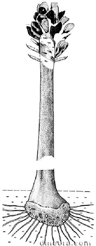 Pleuromeia rossica 01 cc