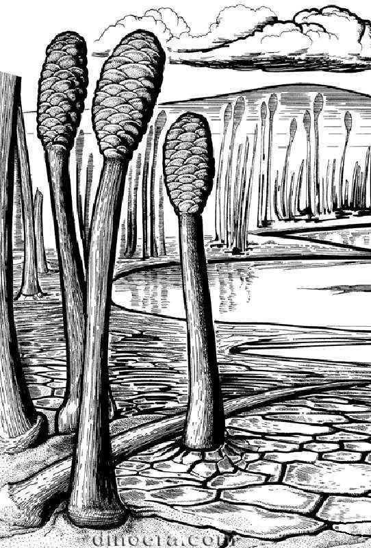 Pleuromeia rossica 02 cc