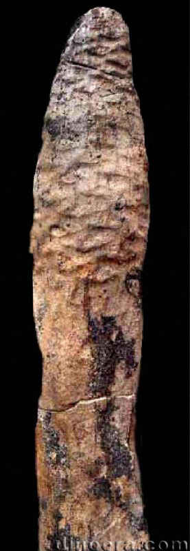 Pleuromeia rossica 16 cc