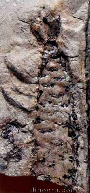 Pleuromeia rossica 17 cc