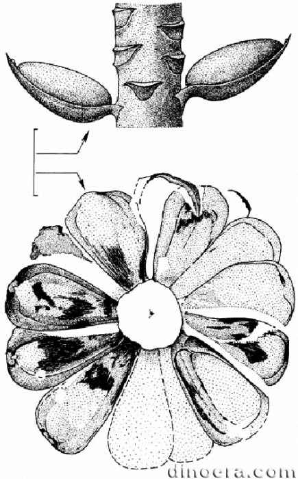 Pleuromeia rossica 24 cc
