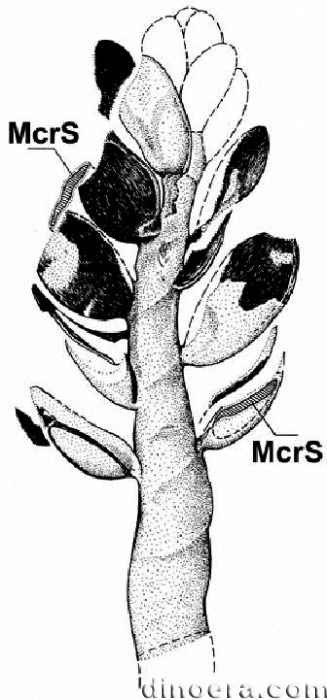 Pleuromeia rossica 25 cc