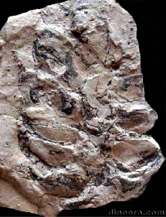 Pleuromeia rossica 28 strobil cc
