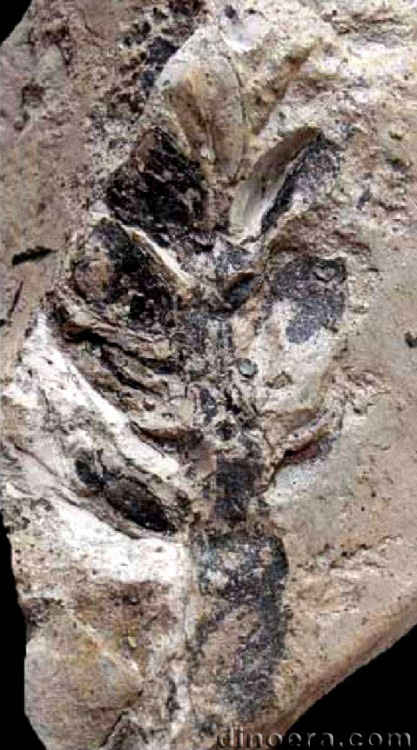 Pleuromeia rossica 30 strobil cc