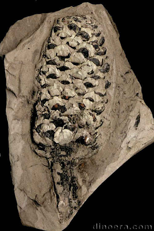 Pleuromeia rossica 31 cc
