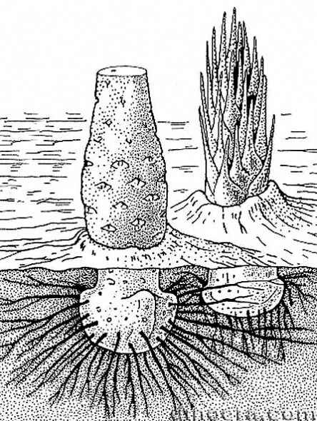 Pleuromeia rossica 32 cc