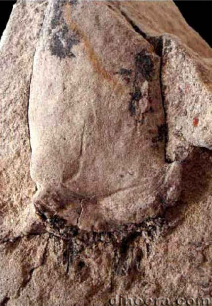 Pleuromeia rossica 36 cc