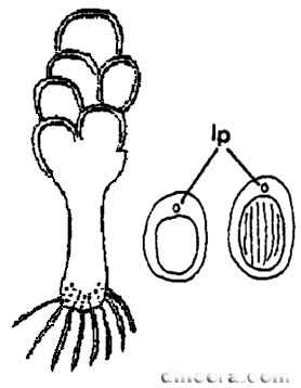 Pleuromeia sanxiaensis 01-02 cc