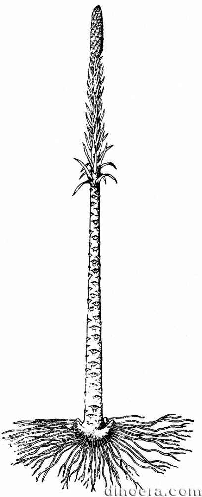 Pleuromeia sternbergii 01 cc