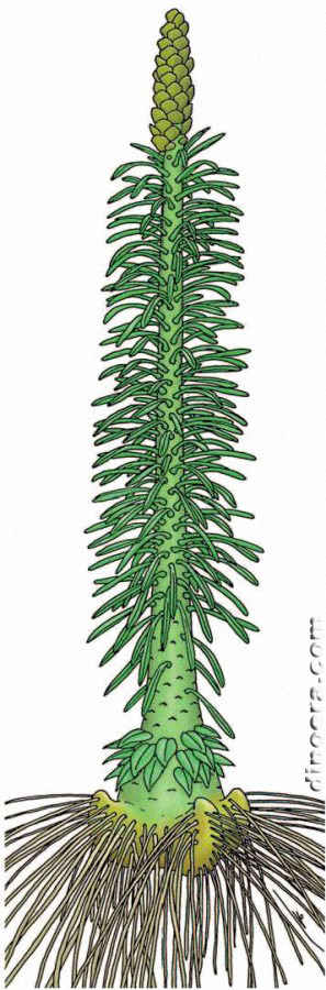 Pleuromeia sternbergii 02 Eifel cc