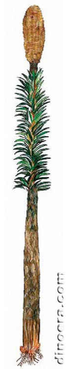 Pleuromeia sternbergii 03 cc