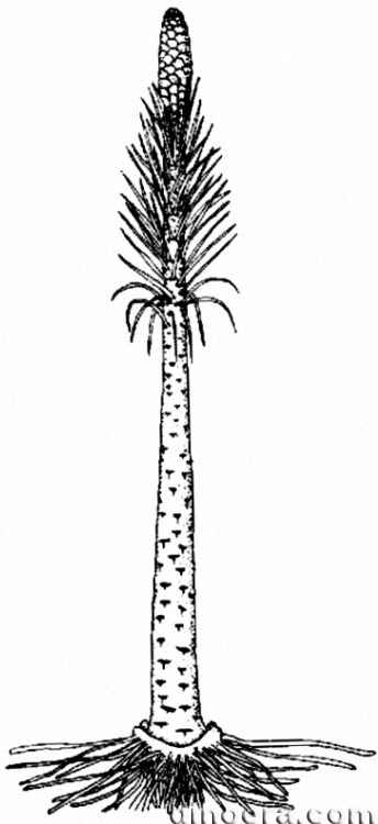 Pleuromeia sternbergii 04 cc