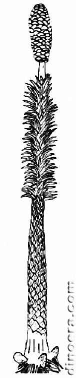 Pleuromeia sternbergii 07 cc