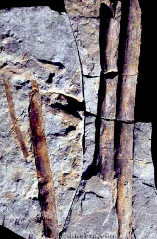 Pleuromeia sternbergii 12