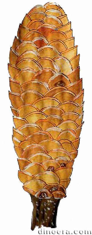 Pleuromeia sternbergii 16 cc