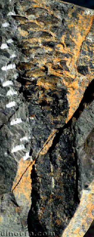 Pleuromeia sternbergii 18 cc