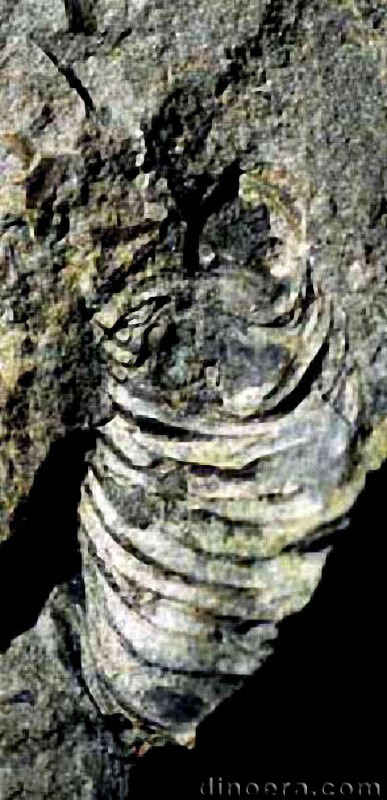 Pleuromeia sternbergii 19 cc
