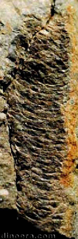 Pleuromeia sternbergii 20 cc