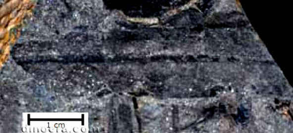 Pleuromeia sternbergii 22 cc