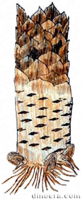 Pleuromeia sternbergii 27 cc