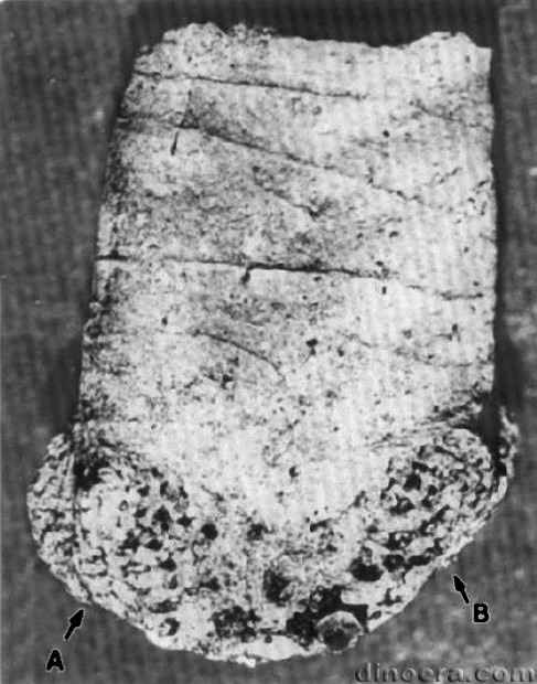 Pleuromeia sternbergii 28 cc