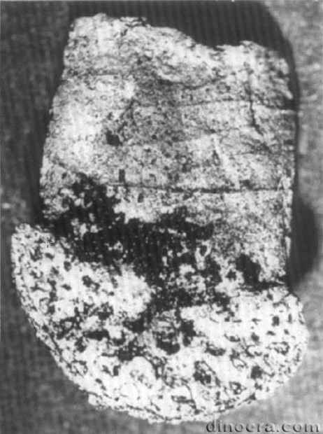 Pleuromeia sternbergii 30 cc