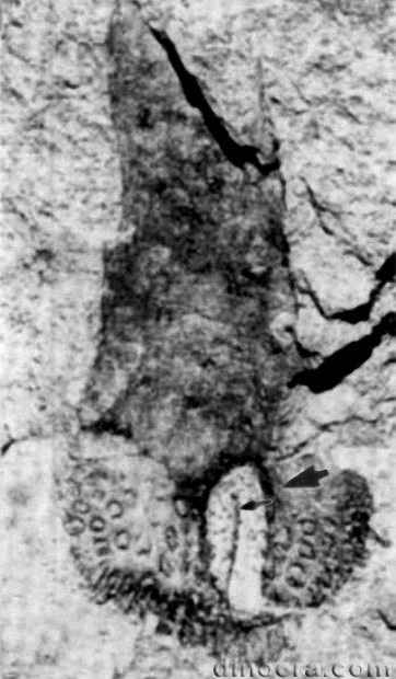 Pleuromeia sternbergii 31 cc