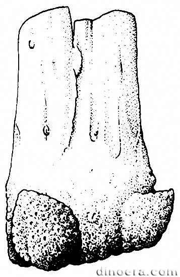 Pleuromeia sternbergii 34 cc