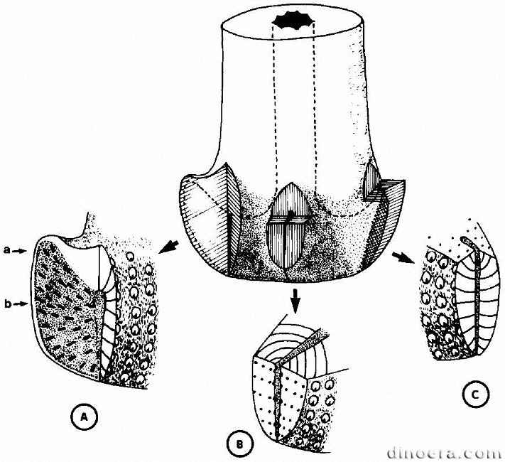 Pleuromeia sternbergii 37 cc