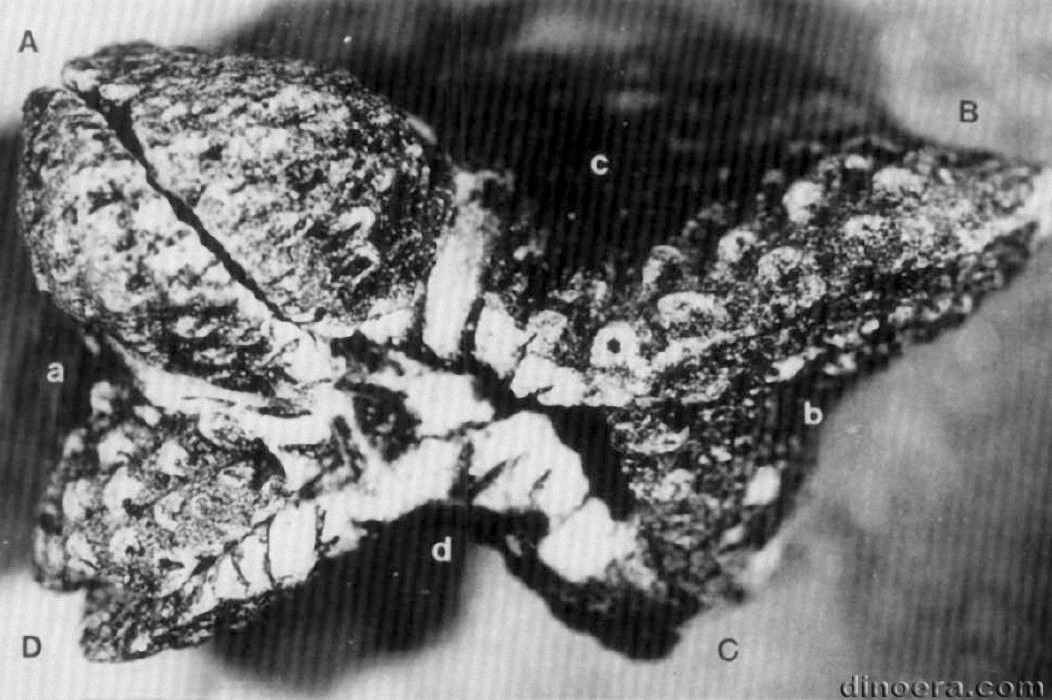 Pleuromeia sternbergii 38 cc