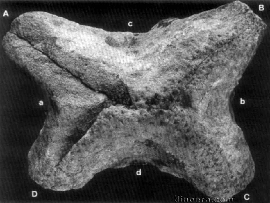 Pleuromeia sternbergii 40 cc