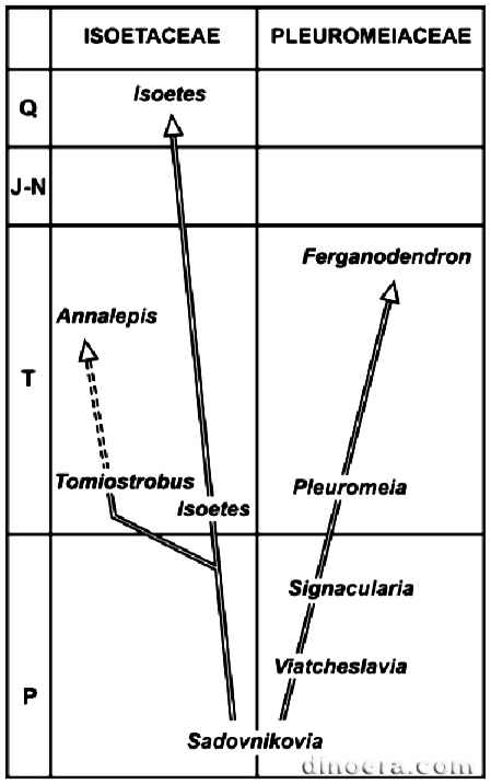 Pleuromeiaceae 07 phylogeny cc