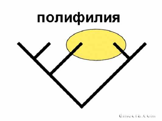 Polyphyly