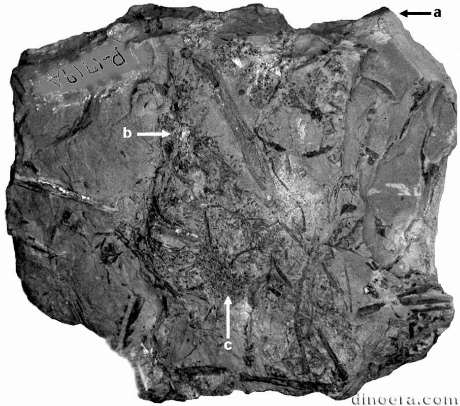Polysporia Polysporia 01 cc