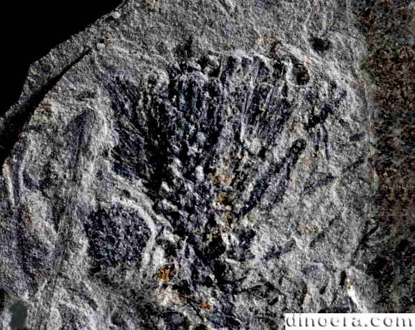 Porostrobus nathorstii Porostrobus nathorstii 01 cc