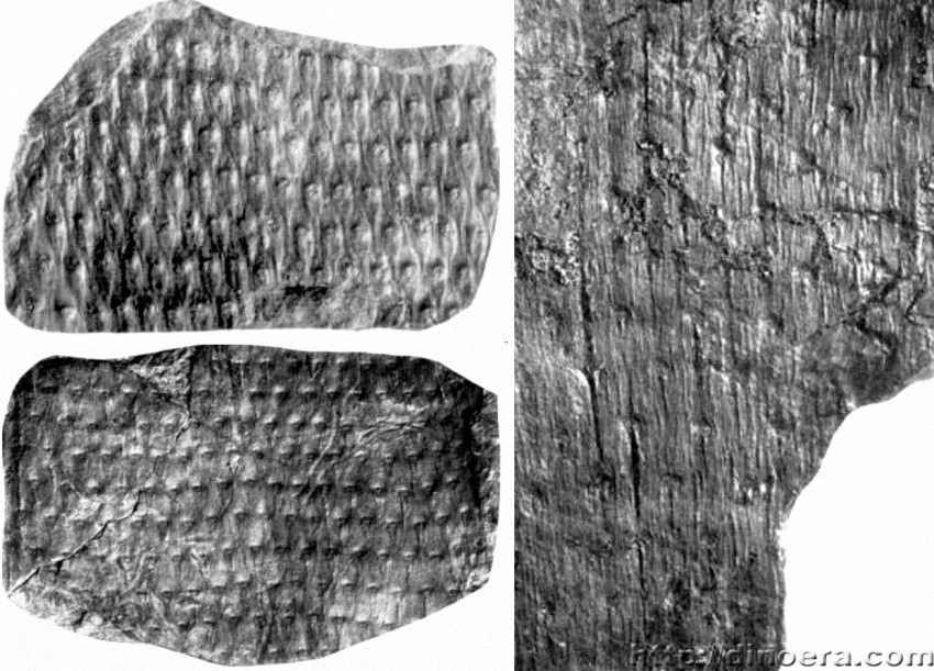 Prelepidodendron 01-02-04