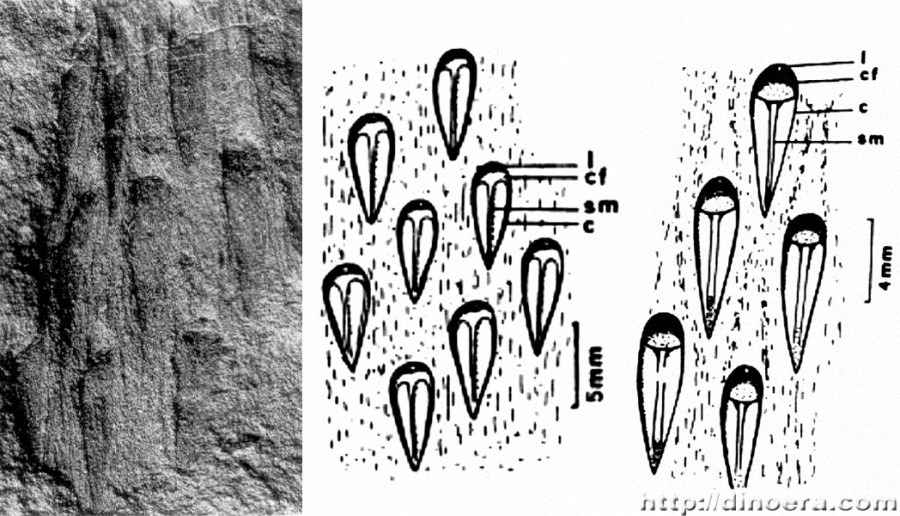Prelepidodendron lepidodendroides (lepidodendropsis)