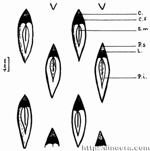 Prelepidodendron mourzoukense