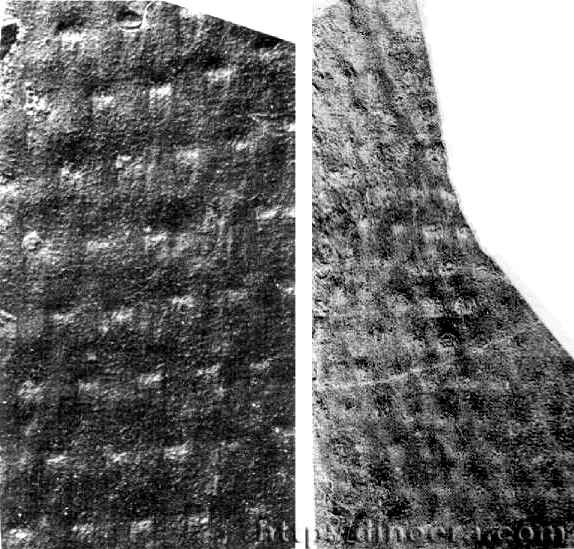 Prelepidodendron rhomboidale