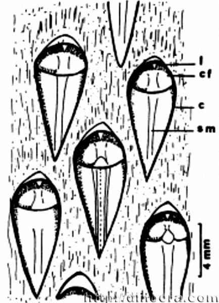 Prelepidodendron striatum