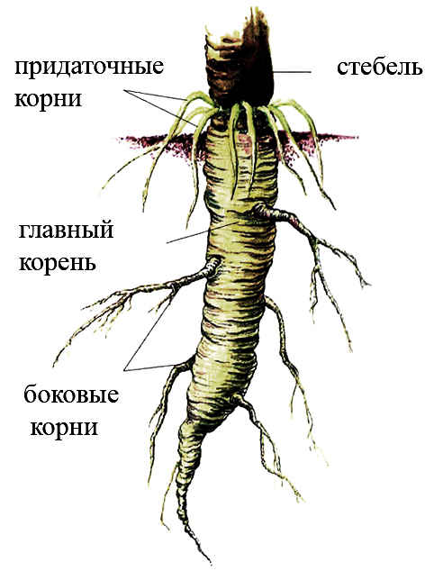 Придаточные корни 01 cc