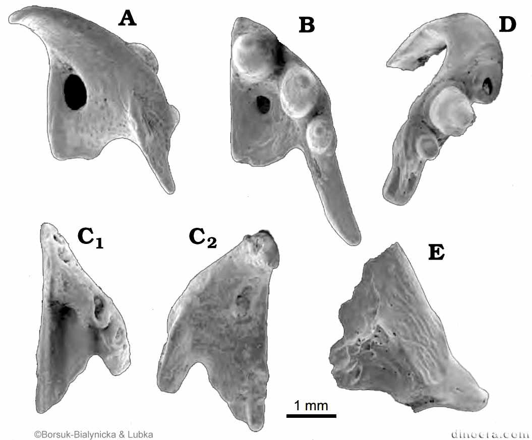 Procolina teresae Procolina teresae