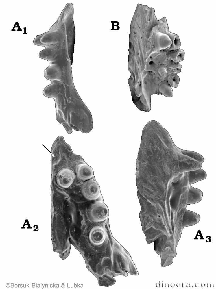 Procolina teresae Procolina teresae