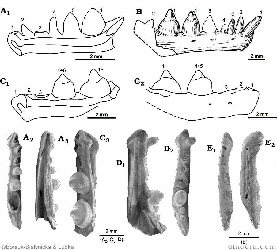 Procolina teresae Procolina teresae