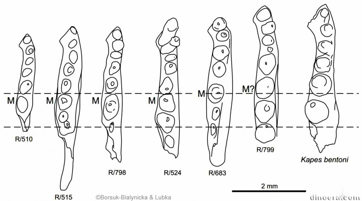 Procolina teresae Procolina teresae