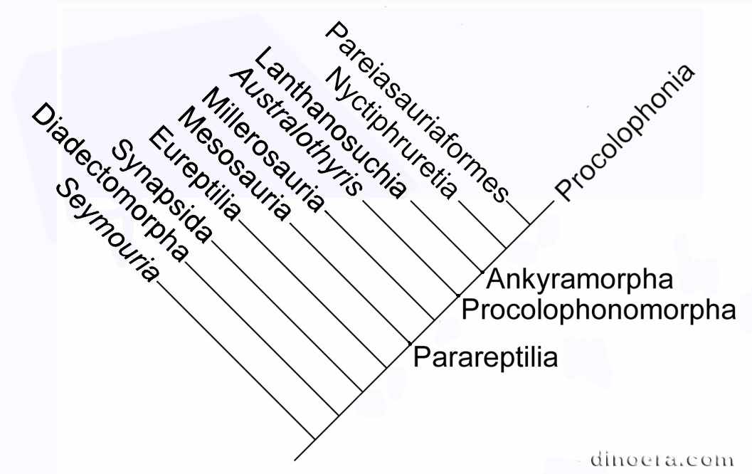 Procolophonomorpha Procolophonomorpha 06 cc