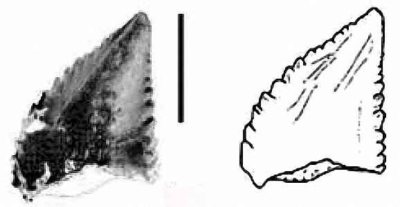 Protecovasaurus lucasi 02 cc